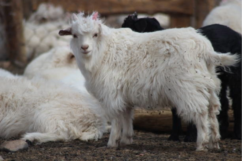 Mongolian Cashmere: The Elegance of Nomadic Luxury